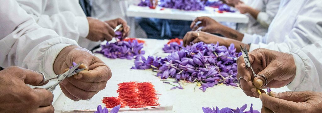 Azafrán “Safrá del Montsec”