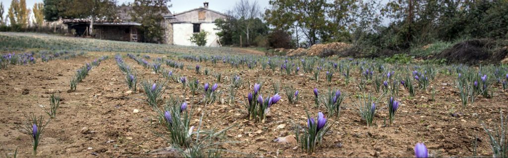 Azafrán “Safrá del Montsec”